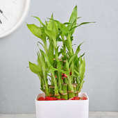 Order 2 Layer Bamboo Plant Online in White Vase